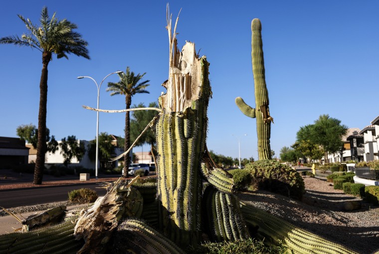 Kaktus saguaro yang baru saja tumbang dan rusak di Phoenix pada 3 Agustus 2023. Kaktus ikonik menghadapi tekanan yang meningkat akibat panas ekstrem selama gelombang panas musim panas yang brutal di Arizona dan terancam oleh berbagai masalah terkait perubahan iklim. 