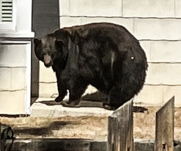 "Hank the Tank," a 500 pound female black bear captured by the California Department of Fish and Wildlife. 