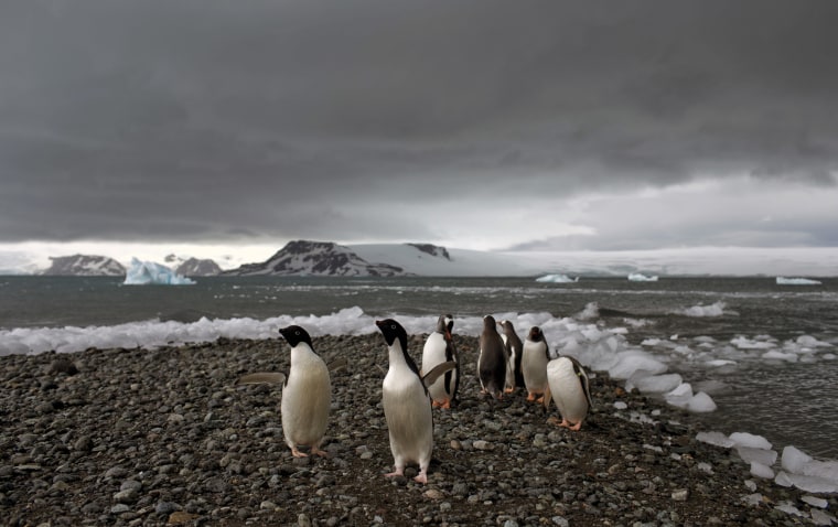 Penguins walk on the shore of Bahia Almirantazgo in Antarctica on Jan. 27, 2015. 