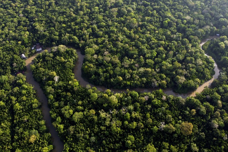 Forest lines the Combu creek in Brazil on Aug. 6, 2023.