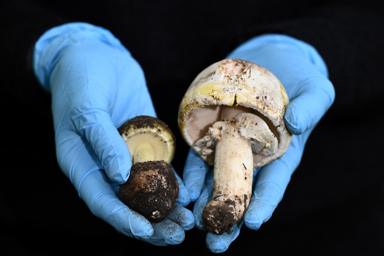 A Royal Botanic Gardens research scientist holds poisonous Death Cap, left, and Yellow-staining mushrooms at a news conference in Melbourne, Australia, on April 12, 2023.