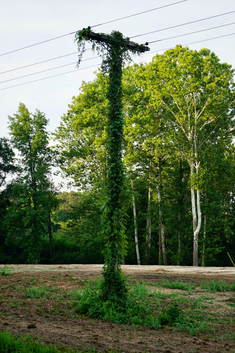 Overgrown utility lines in Marshall County on Aug. 3, 2023.