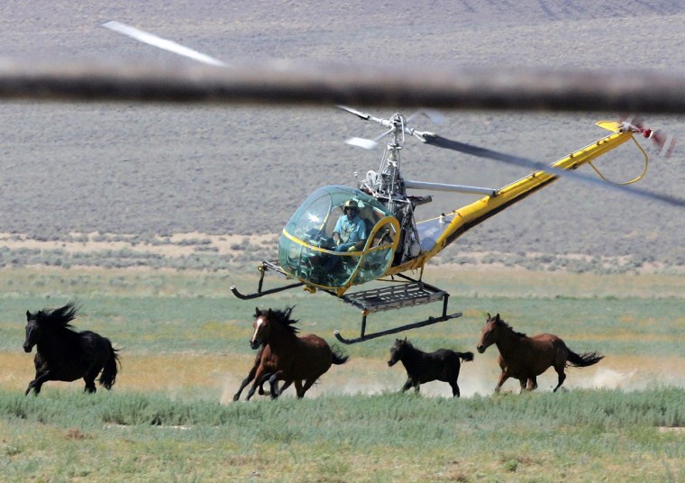 A livestock helicopter pilot rounds up wild horses in Washoe County, Nev.