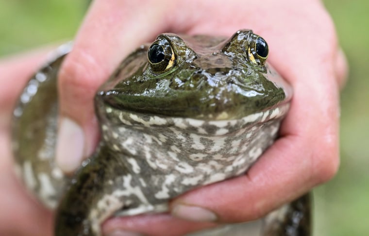 A North American female bullfrog in Germany on Aug. 9, 2023. 