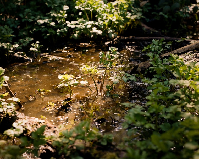 Water stands in the woods near Martlesham Creek, where the water is too polluted with E. coli to swim, in Woodbridge, Suffolk, on April 19, 2023.