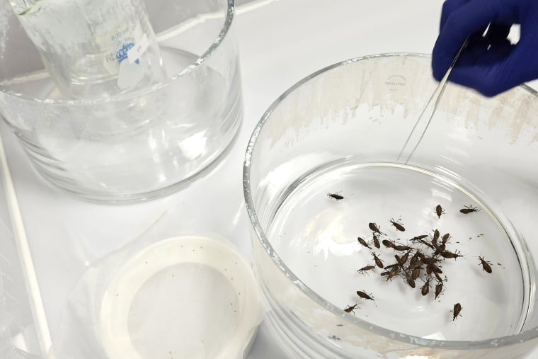 The infected “kissing bugs” sleep in the plastic container for two or three minutes.