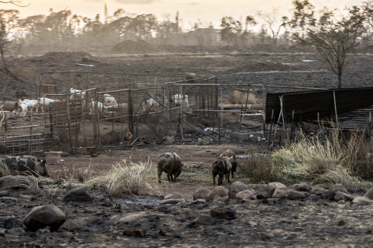 Animals at a burned ranch in Lahaina, Hawaii, on Aug. 10, 2023.