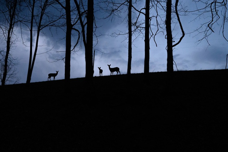  Deer along a hillside along a rural road in Greene County, Pa.,  on March 29, 2023.
