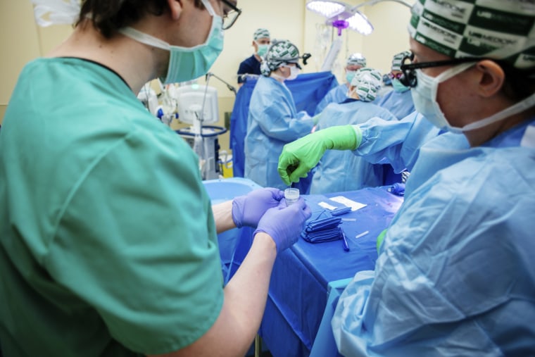 Medical researchers collect a kidney biopsy while transplanting a pig's kidney into a donated body