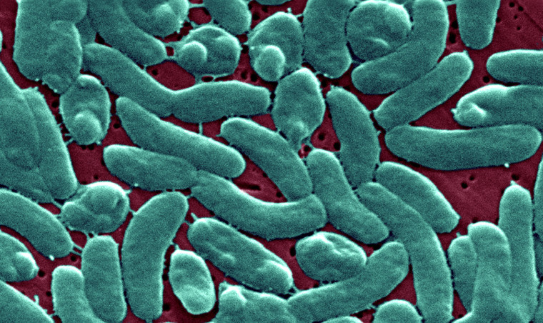 Vibrio Vulnificus