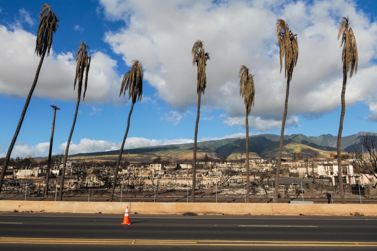 A line of burnt coconut trees and destroyed homes in Lahaina town, Maui, Hawaii on Aug. 16, 2023