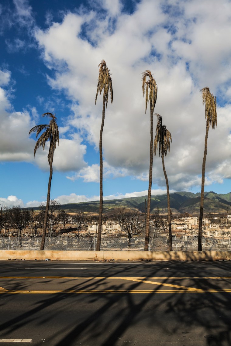 Burnt coconut trees and homes in Lahaina town, Maui, Hawaii on Aug. 16, 2023.