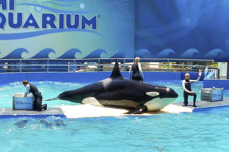 File photo of Lolita, the killer whale, also known as Tokitae, will be freed after being in captivity for more than 53 years. The killer whale will return to its natural habitat of the Pacific Northwest, after performing at a Miami tourist attraction for decades.Taken from her mother and her seven siblings at age four, Lolita arrived at the Miami Seaquarium for a fee of just €5,500 in 1970. Miami, Fl, USA in July 2012.