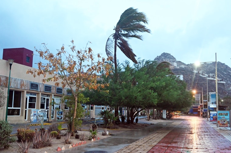Trees blow in the wind in Cabo San Lucas, Baja California State, Mexico