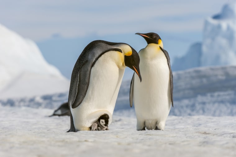 An Emperor penguin couple with a chick in Antarctica on Oct. 20, 2010.