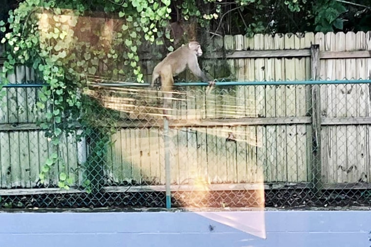 Wild monkey sightings in Florida prompt warnings from officials