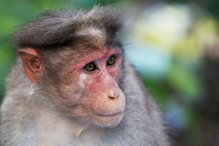 A Rhesus macaque monkey.