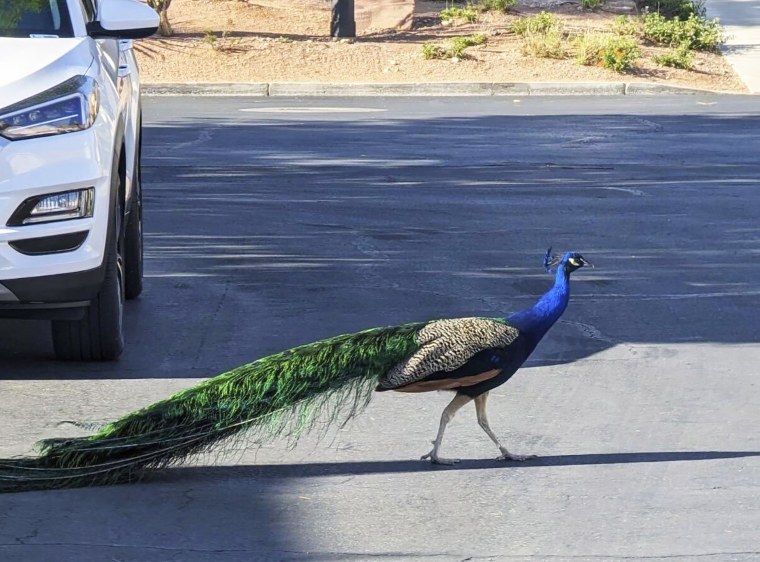 Pete, a Las Vegas neighborhood peacock.