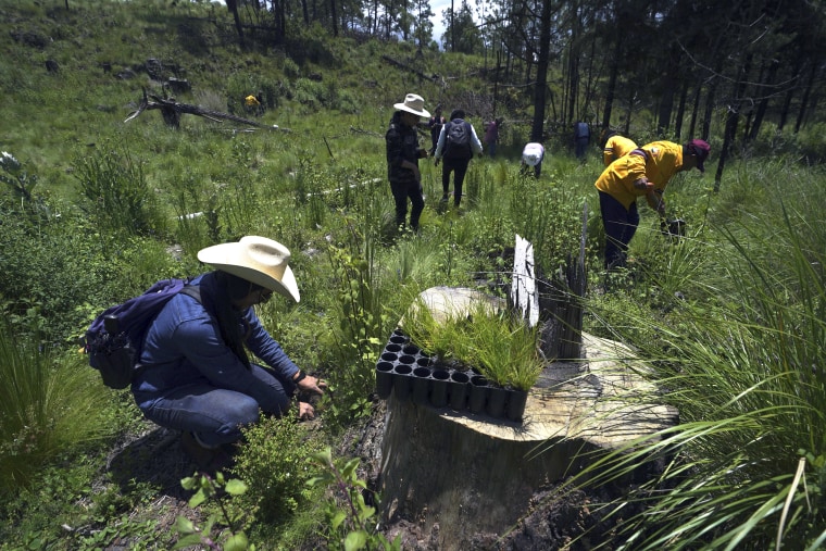 Local farmers plant pine saplings in an area that has been illegally cleared of trees in Mexico City