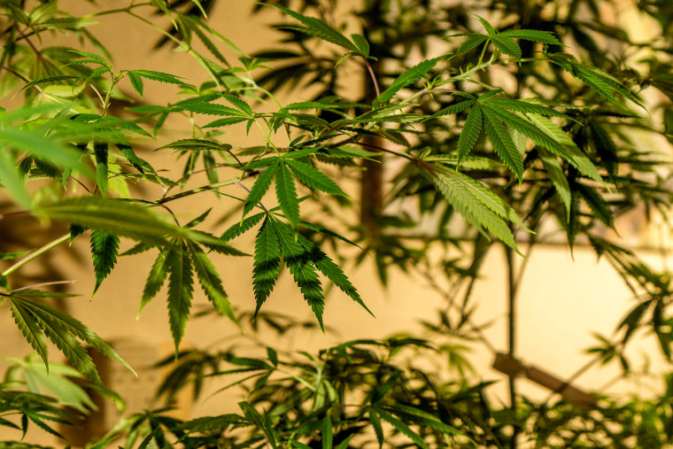 Image: A marijuana plant in Oakland, Calif., in 2020.