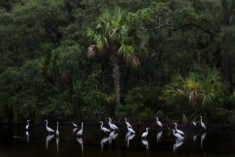 Snowy egrets stand in the marsh waters at Hunting Island State Park in St. Helena, S.C., on July 10, 2023.