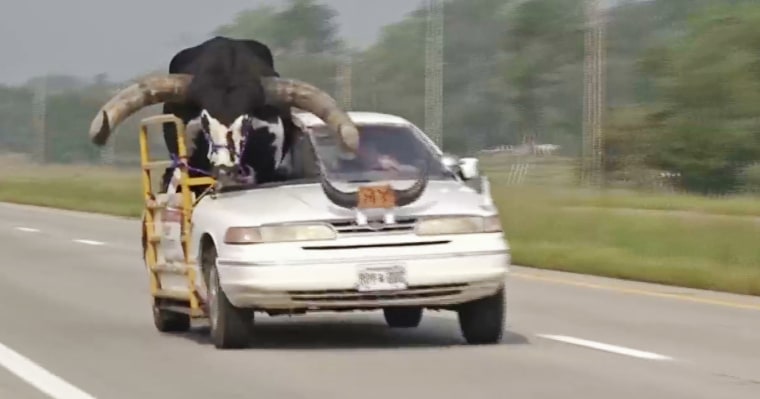 Nebraska police were in for a surprise after they got a call about a man driving through town with a “cow” in the passenger seat. Thinking it was a calf, they actually found a full sized bull, named Howdy Doody, riding shotgun with his owner who takes him to parades and fairs around the state.
