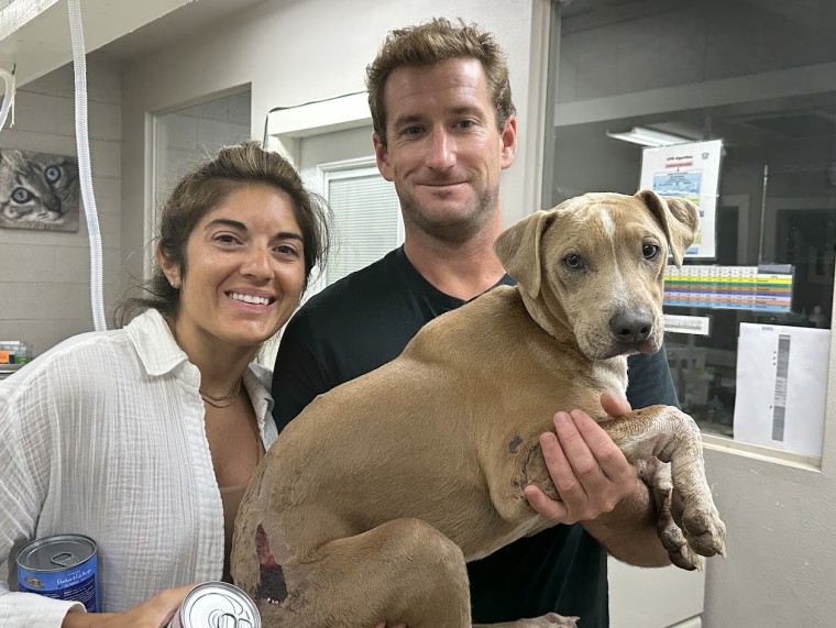 Maui Humane Society reunites a dog named Roman with his family