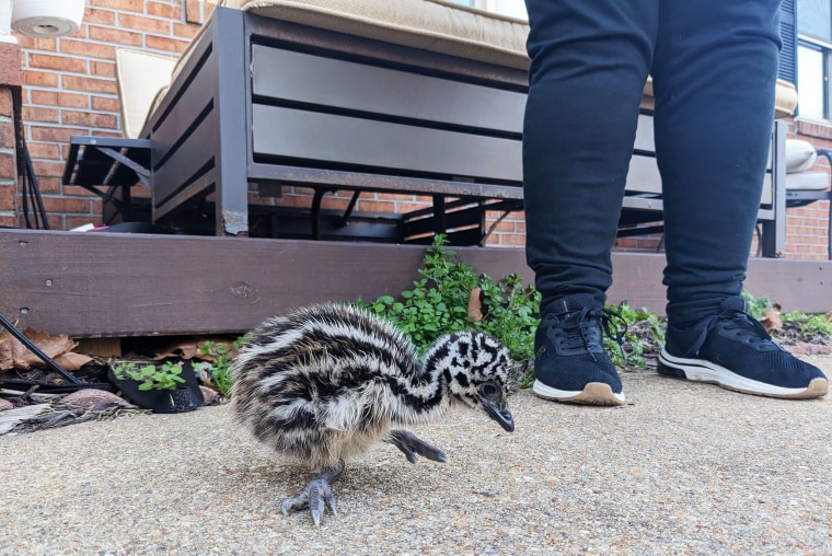 Emus start out as tiny chicks, but grow quickly and can weigh up to 100 pounds and stand almost 6 feet tall as adults.
