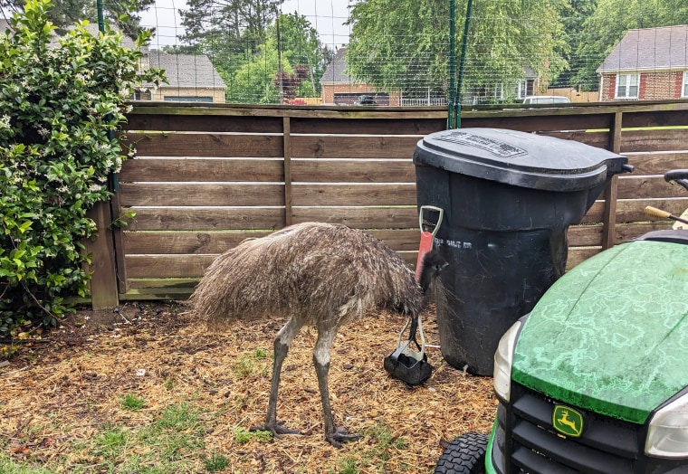 Nimbus the emu roams the backyard.