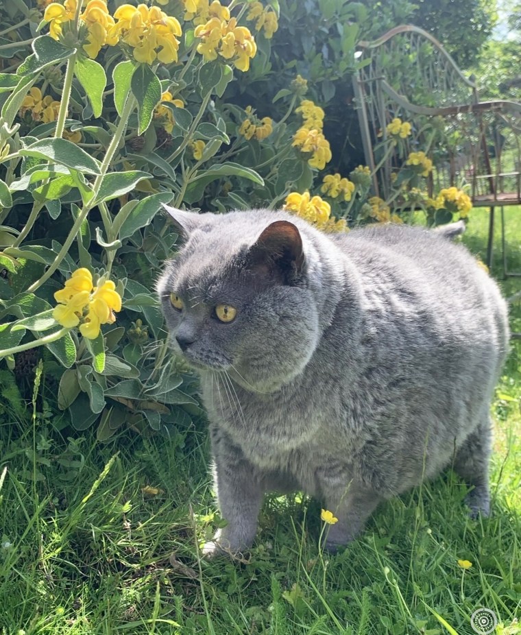 The cat has now inspired TikTok fans to take their own "Smudge Walks."