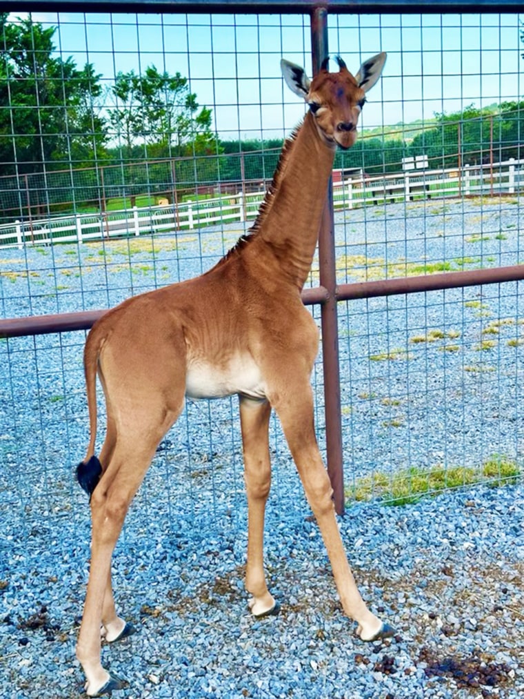 Rare spotless giraffe born at Tennessee zoo