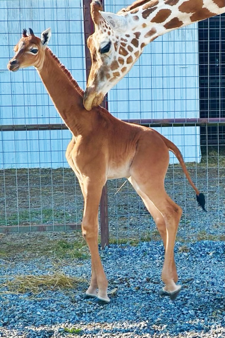 SPOTLESS GIRAFFE