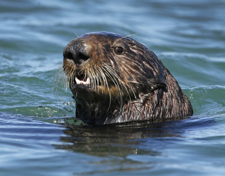 A sea otter swims in Elkhorn Slough in Moss Landing, CA.