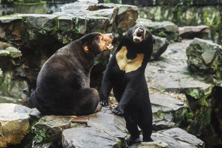 Sun bears