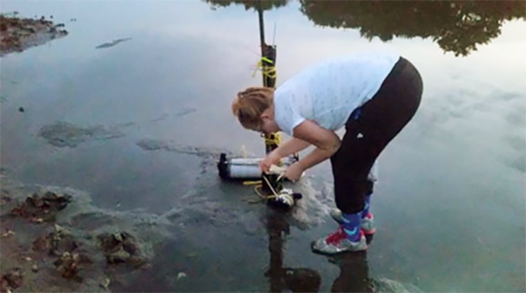 A UNCC doctoral student tests water samples for V. vulnificus at a North Carolina estuary.