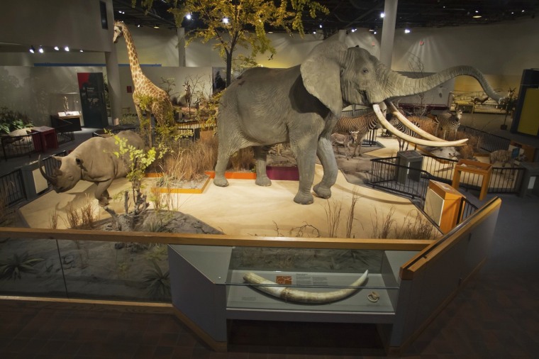 ‘Just don’t lick the taxidemy’: South Dakota fighting over fears of arsenic at largest zoo