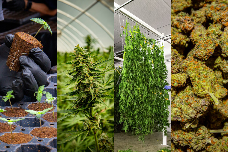 Qualla Enterprises cannabis in various stages of production in Cherokee, N.C., on Sept. 1, 2023.