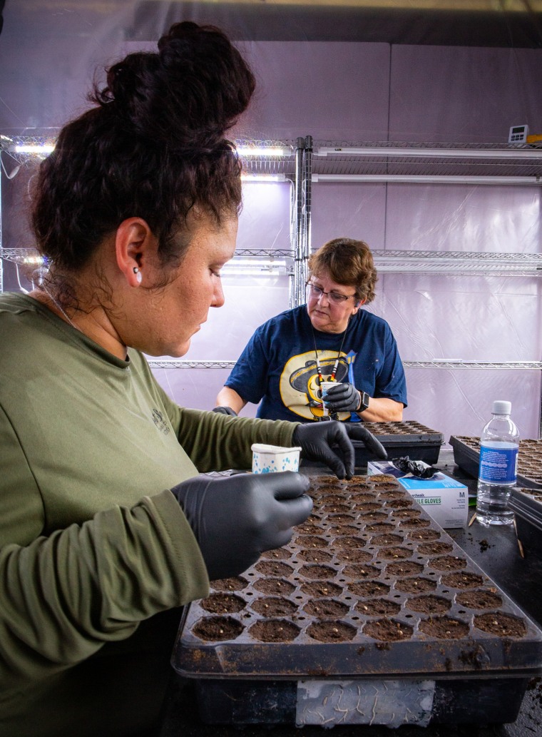 Qualla Enterprises workers plant cannabis seeds, an average of 6,000 to 9,000 a week, in Cherokee, N.C., on Sept. 1, 2023.