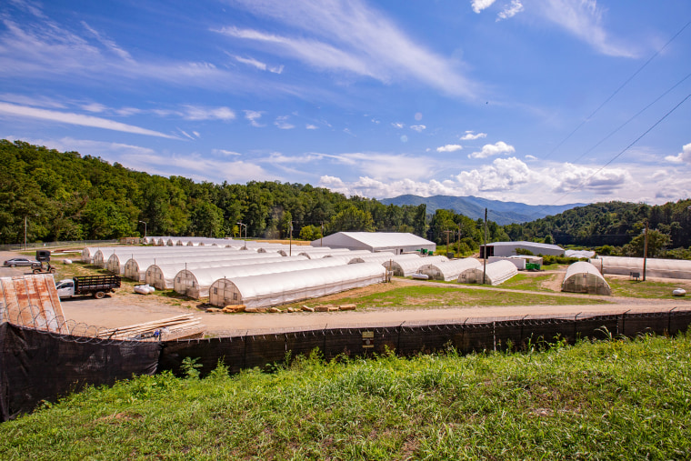 Marijuana plants grow on a farm owned and operated by Qualla Enterprises, LLC in Cherokee, N.C., on Sept. 1, 2023.