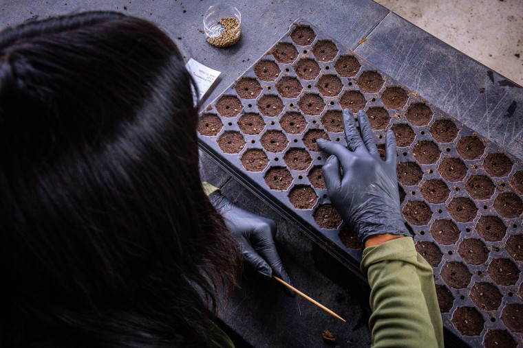 Qualla Enterprises workers plant cannabis seeds, an average of 6,000 to 9,000 a week, in Cherokee, N.C., on Sept. 1, 2023.