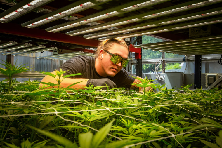 Qualla Enterprises IPM Manager, Dylan Rose, tends to cannabis plants as they grow through a vegetative stage in the glass greenhouse, in Cherokee, N.C., on Sept. 1, 2023.