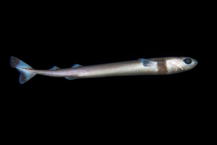 cookiecutter shark, Isistius brasiliensis, found during offshore blackwater dive in Kona Coast, Big Island, Hawaii, USA, Pacific Ocean