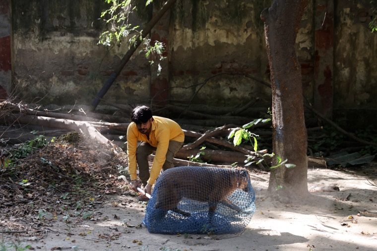 Friendicoes SECA is helping the Municipal Corporation of Delhi to catch stray dogs ahead of G20 summit, in New Delhi