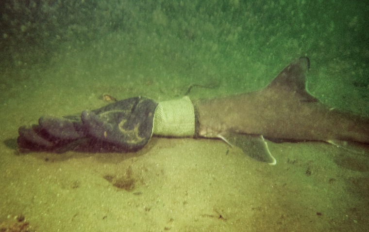 A baby shark stuck in a work glove near Jamestown, R.I., on Sept. 11, 2023.
