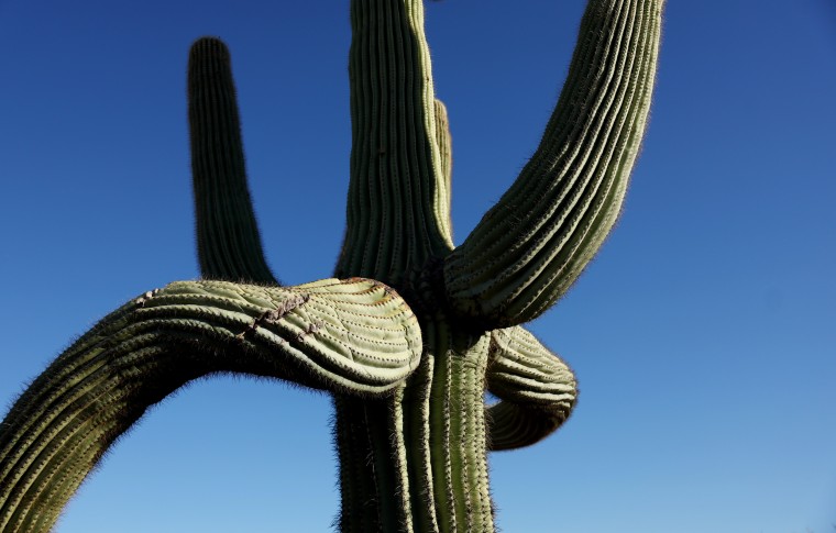 Image: A saguaro cactus with a ruptured arm in the Sonoran Desert in Arizona on Aug. 4. The iconic cacti are under stress because of extreme heat.