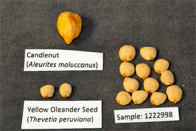 Image shows authentic candlenuts and yellow oleander seeds on the left compared with sampled seeds from the brand Todorganic on the right.