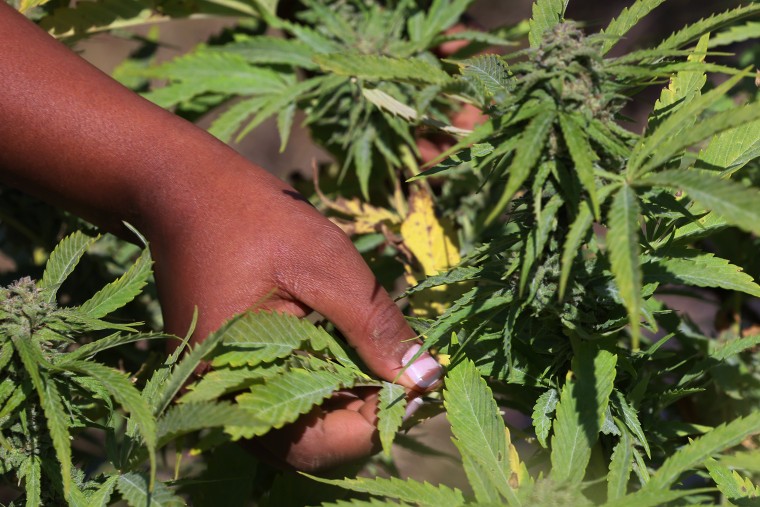 A person prepares to pluck a cannabis leaf at a farm