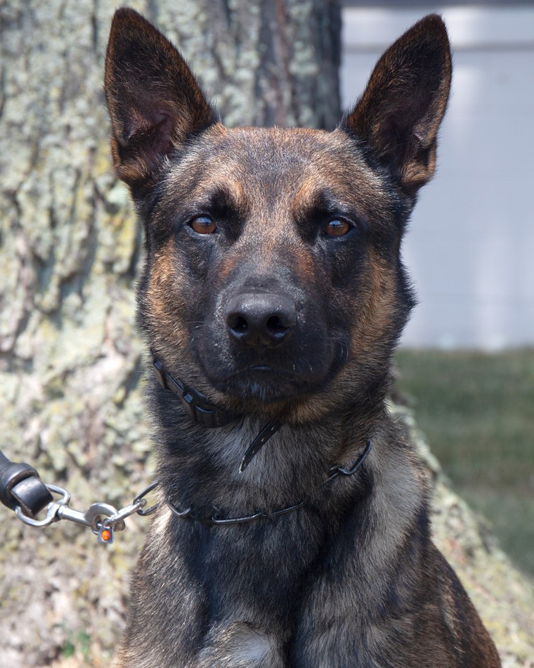Yoda, a 4-year-old Belgian Malinois, aided in the arrest of Danelo Cavalcante. 