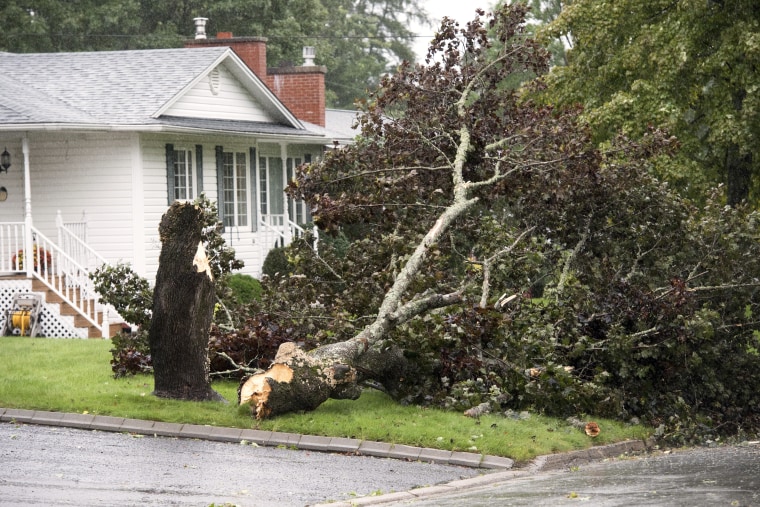 A downed tree in Fredericton, New Brunswick, on Saturday, Sept. 16, 2023. 