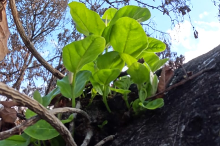 Groups of leaves are sprouting on the Lahaina Banyan Tree.